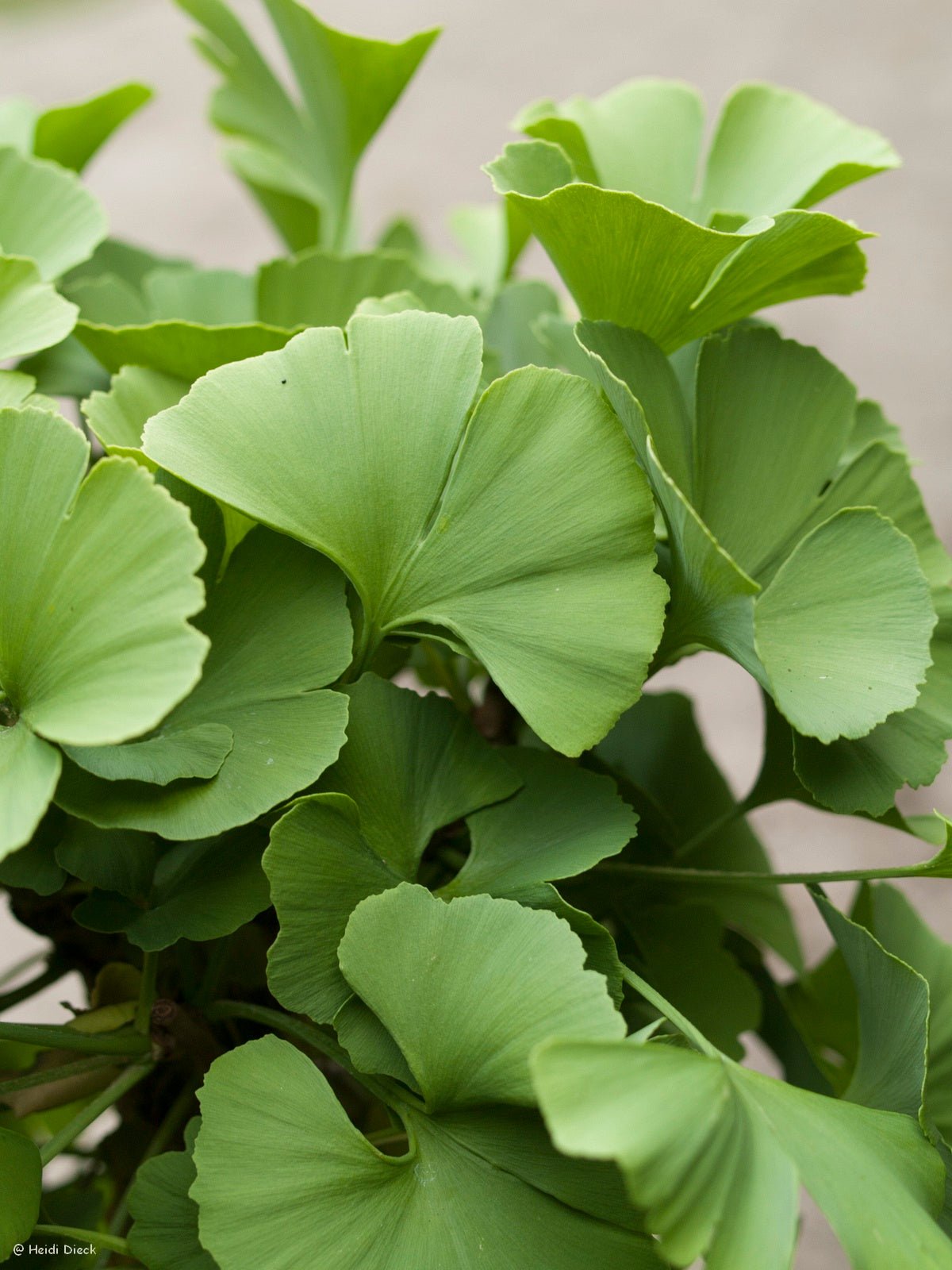 Ginkgo biloba 'Troll' - Herrenkamper Gärten - Pflanzenraritäten