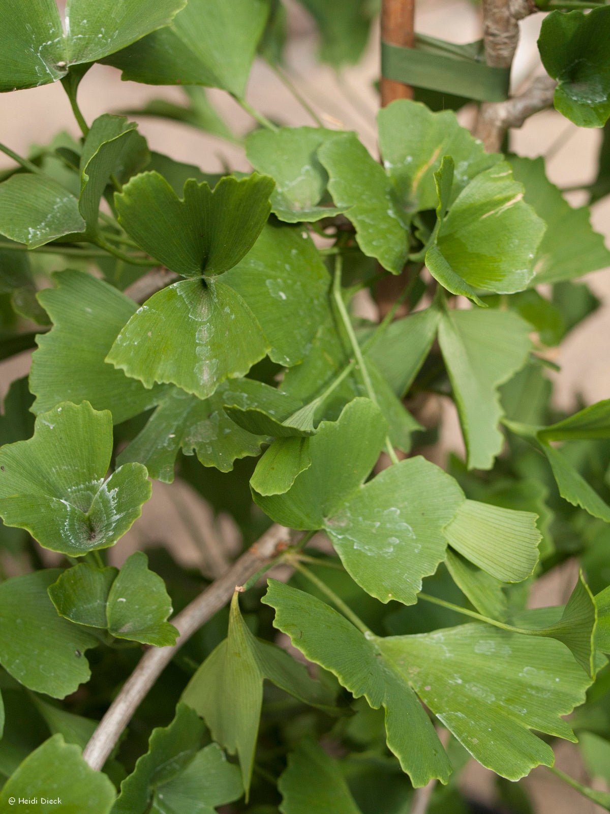 Ginkgo biloba 'Tubifolia' - Herrenkamper Gärten - Pflanzenraritäten