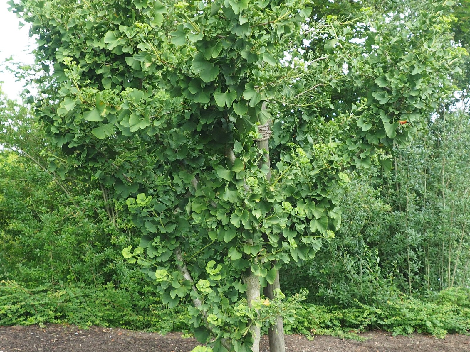 Ginkgo biloba 'Umbrella' - Herrenkamper Gärten - Pflanzenraritäten