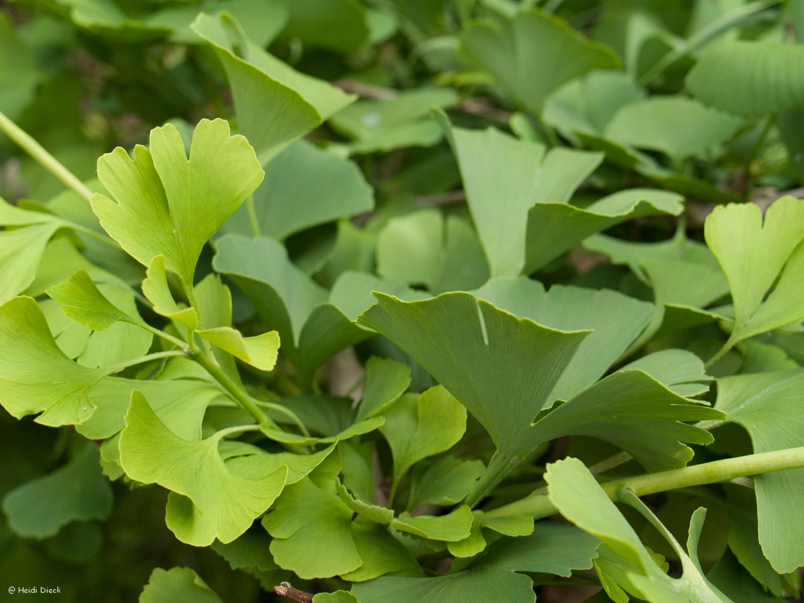 Ginkgo biloba 'Umbrella' - Herrenkamper Gärten - Pflanzenraritäten