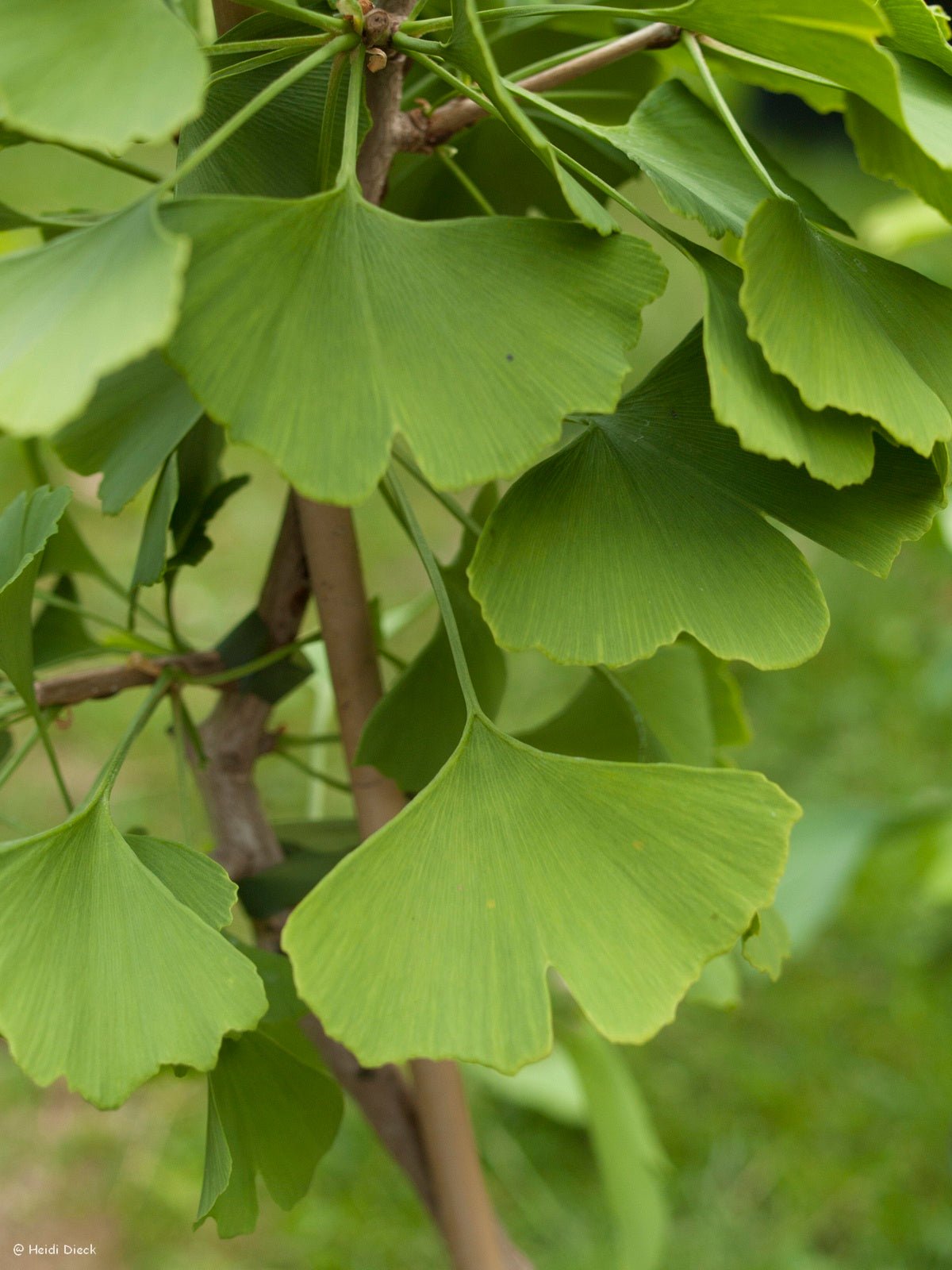 Ginkgo biloba 'Windover Gold' - Herrenkamper Gärten - Pflanzenraritäten