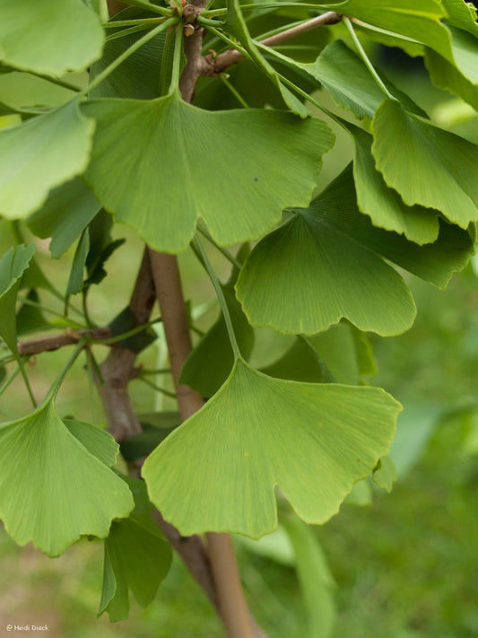 Ginkgo biloba 'Windover Gold' - Herrenkamper Gärten - Pflanzenraritäten