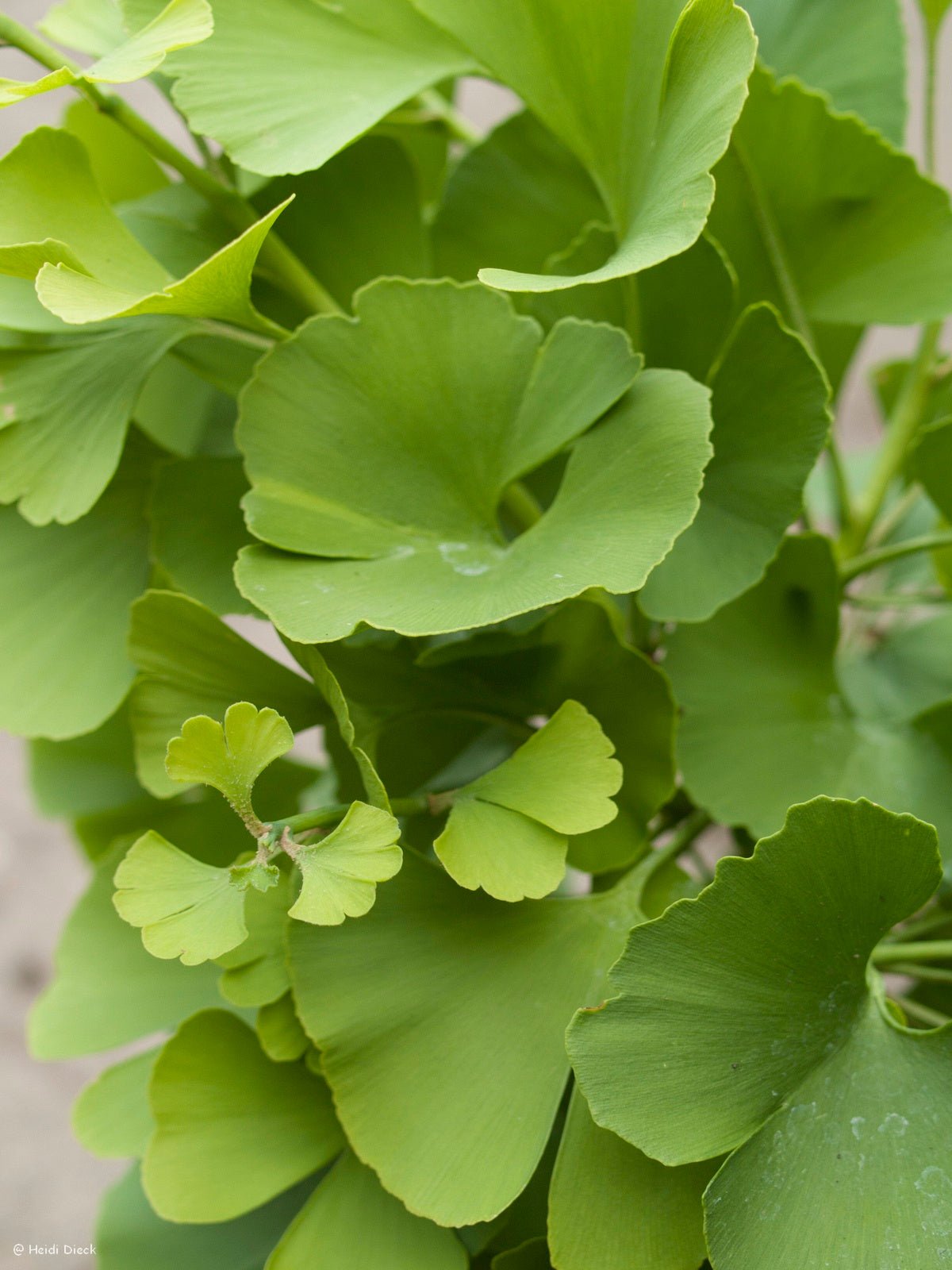 Ginkgo biloba 'Witches Broom' - Herrenkamper Gärten - Pflanzenraritäten