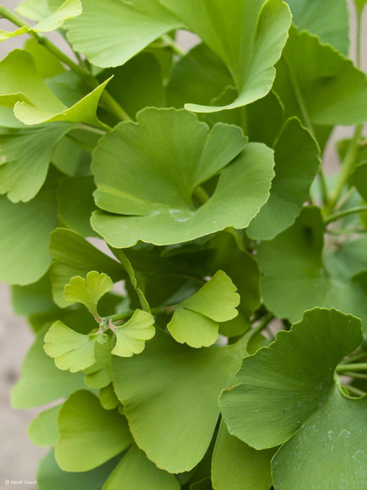 Ginkgo biloba 'Witches Broom' - Herrenkamper Gärten - Pflanzenraritäten