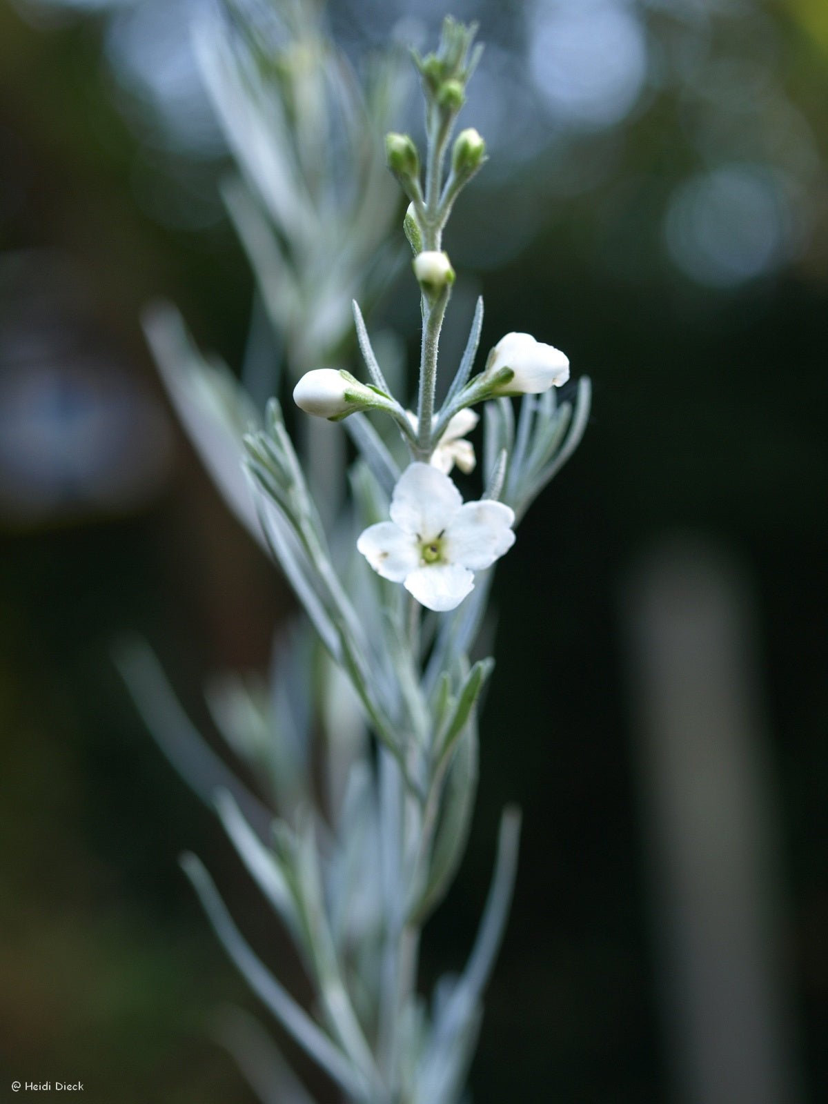 Gomphostigma virgatum - Herrenkamper Gärten - Pflanzenraritäten