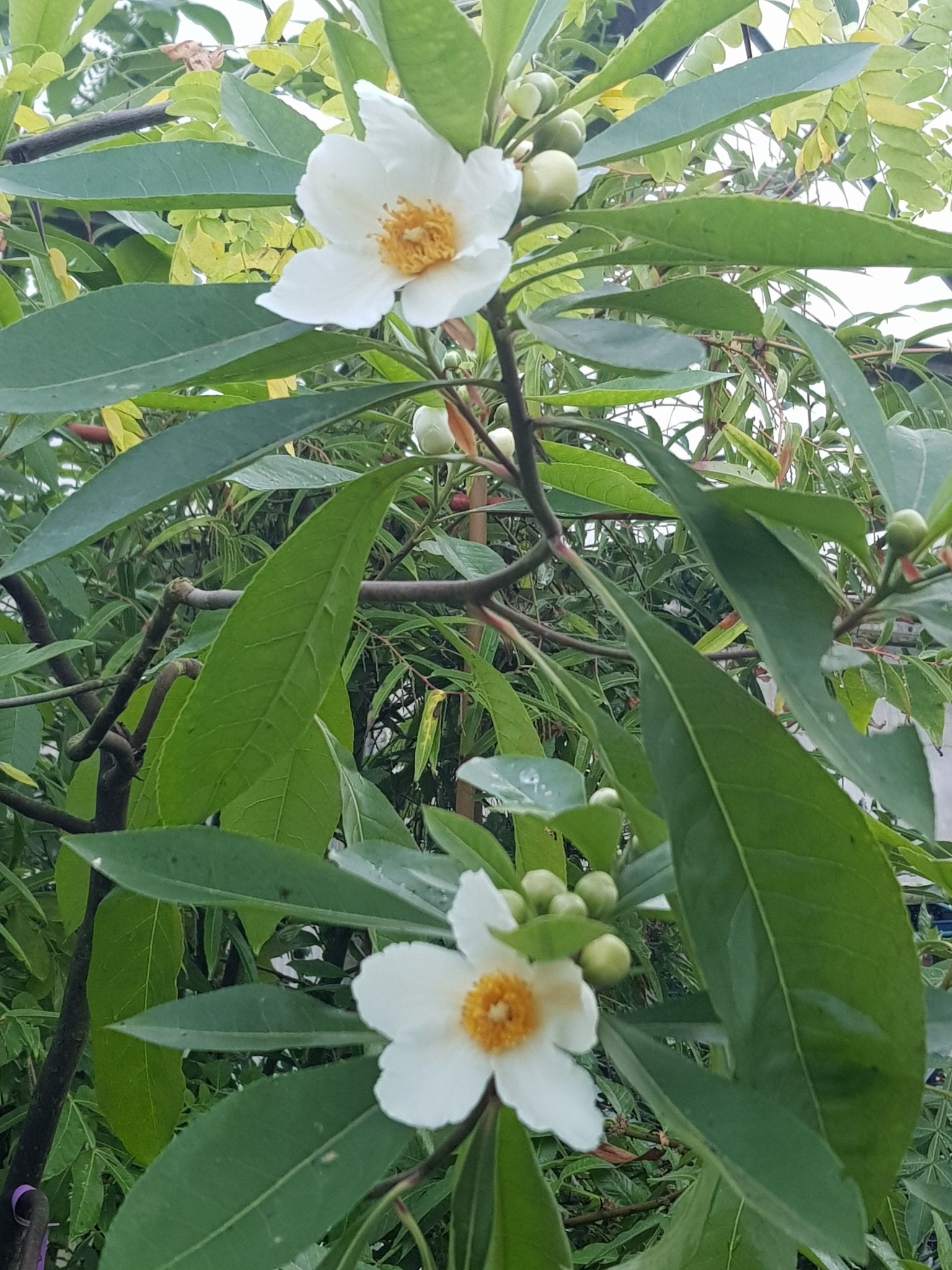 Gordlinia x grandiflora - Herrenkamper Gärten - Pflanzenraritäten