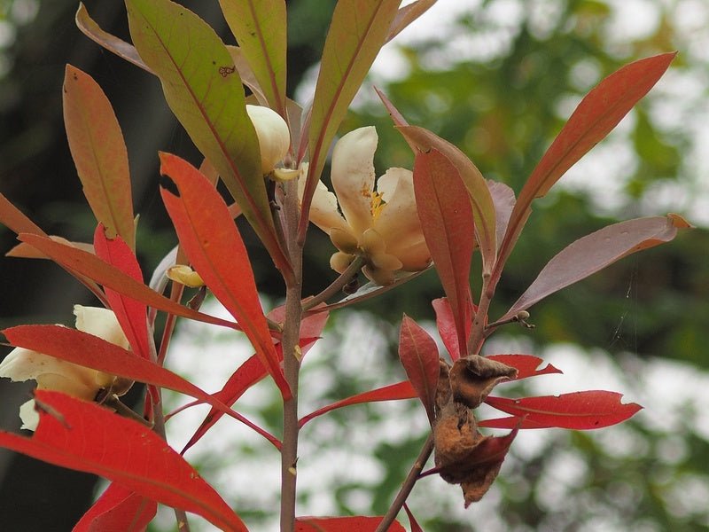 Gordlinia x grandiflora - Herrenkamper Gärten - Pflanzenraritäten