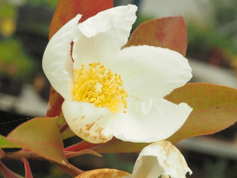 Gordlinia x grandiflora - Herrenkamper Gärten - Pflanzenraritäten