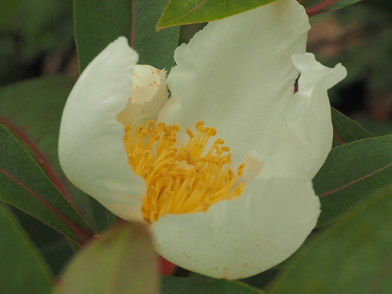 Gordlinia x grandiflora - Herrenkamper Gärten - Pflanzenraritäten