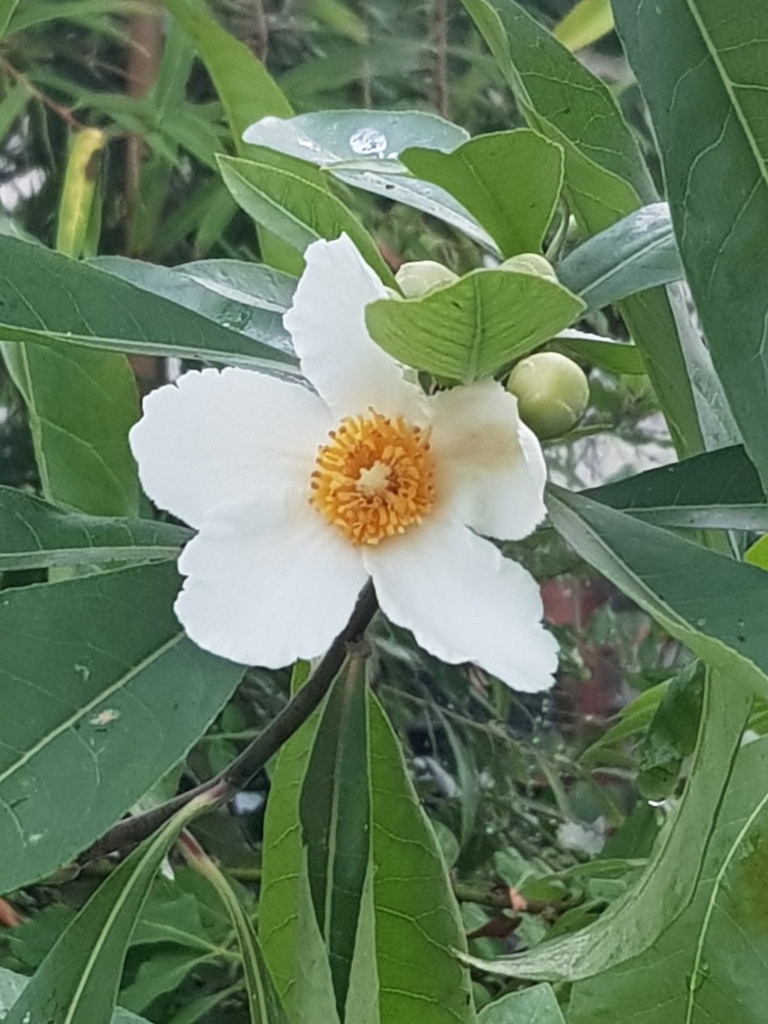 Gordlinia x grandiflora - Herrenkamper Gärten - Pflanzenraritäten