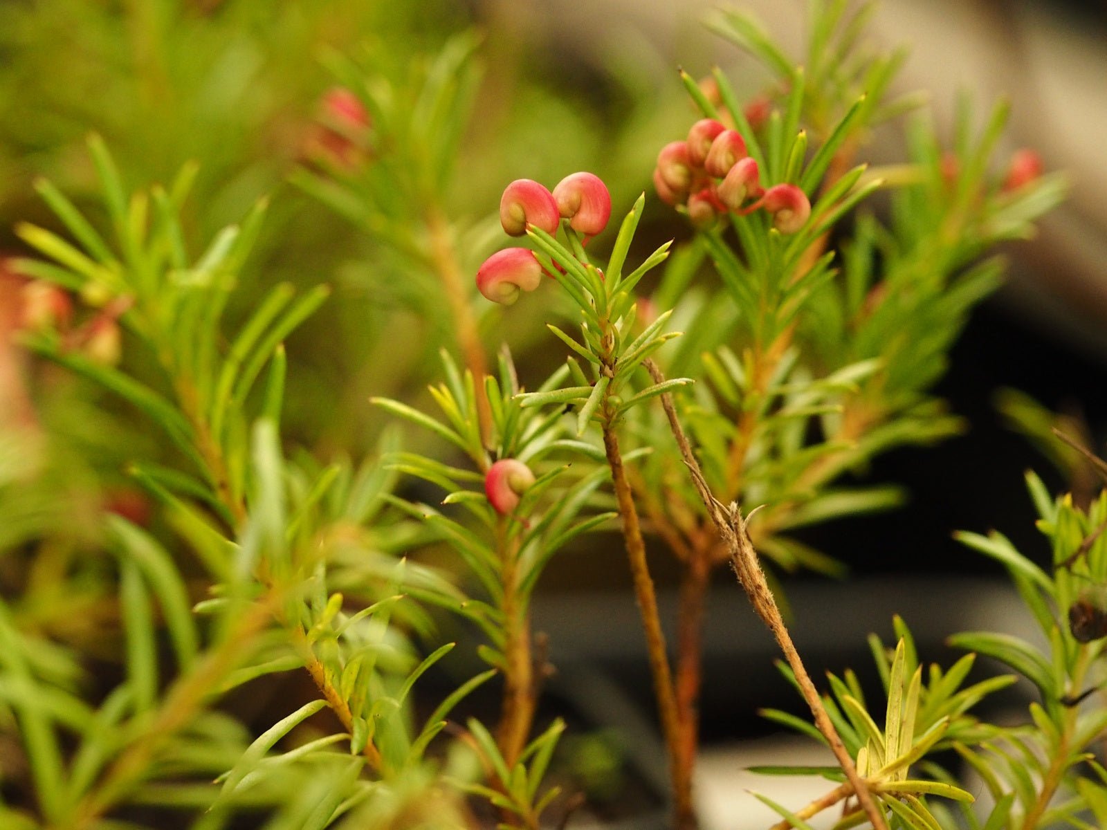 Grevillea rosmarinifolia 'Jenkinsii' - Herrenkamper Gärten - Pflanzenraritäten