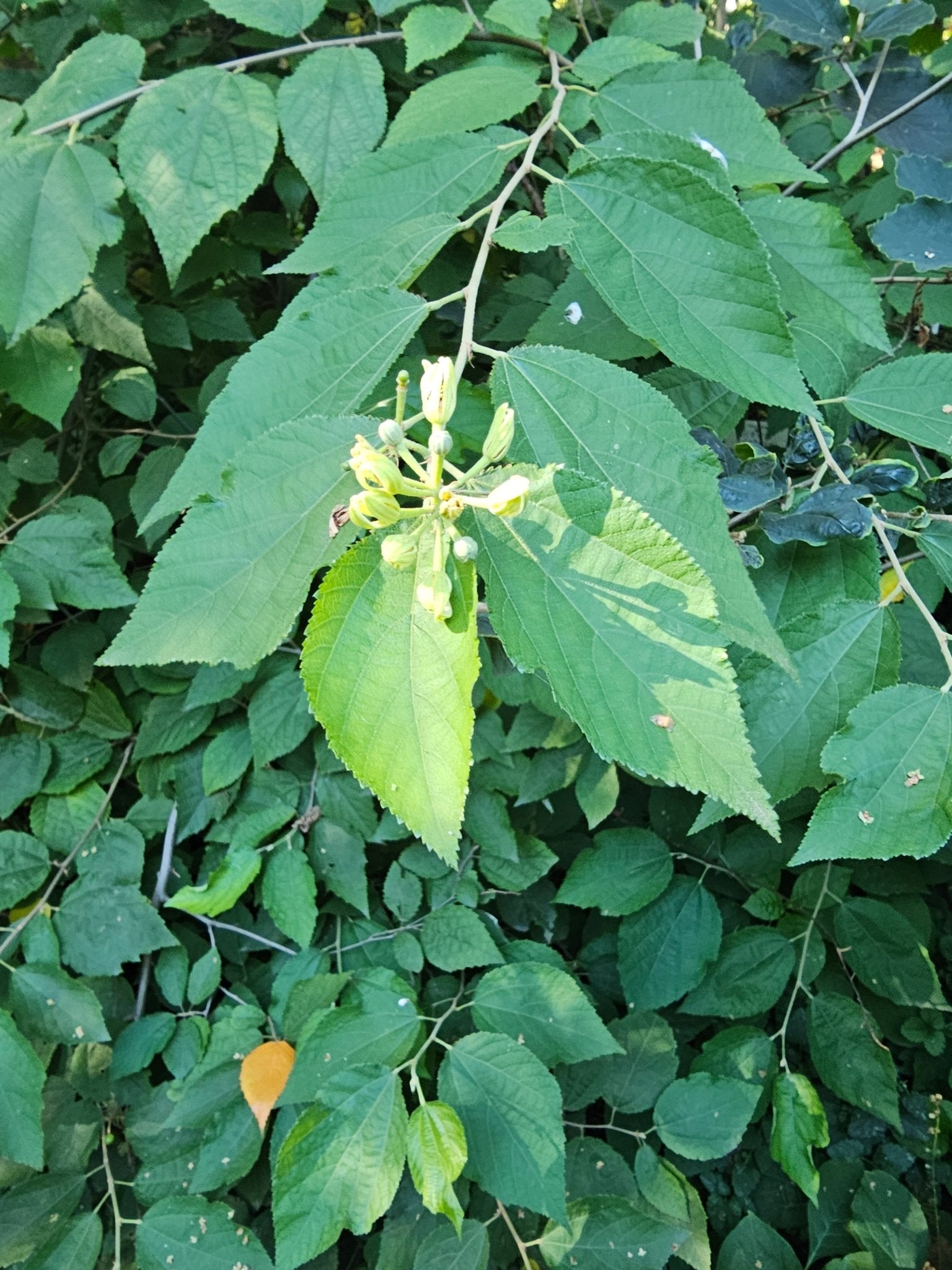 Grewia biloba var. parviflora - Herrenkamper Gärten - Pflanzenraritäten