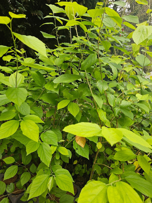 Grewia biloba var. parviflora - Herrenkamper Gärten - Pflanzenraritäten