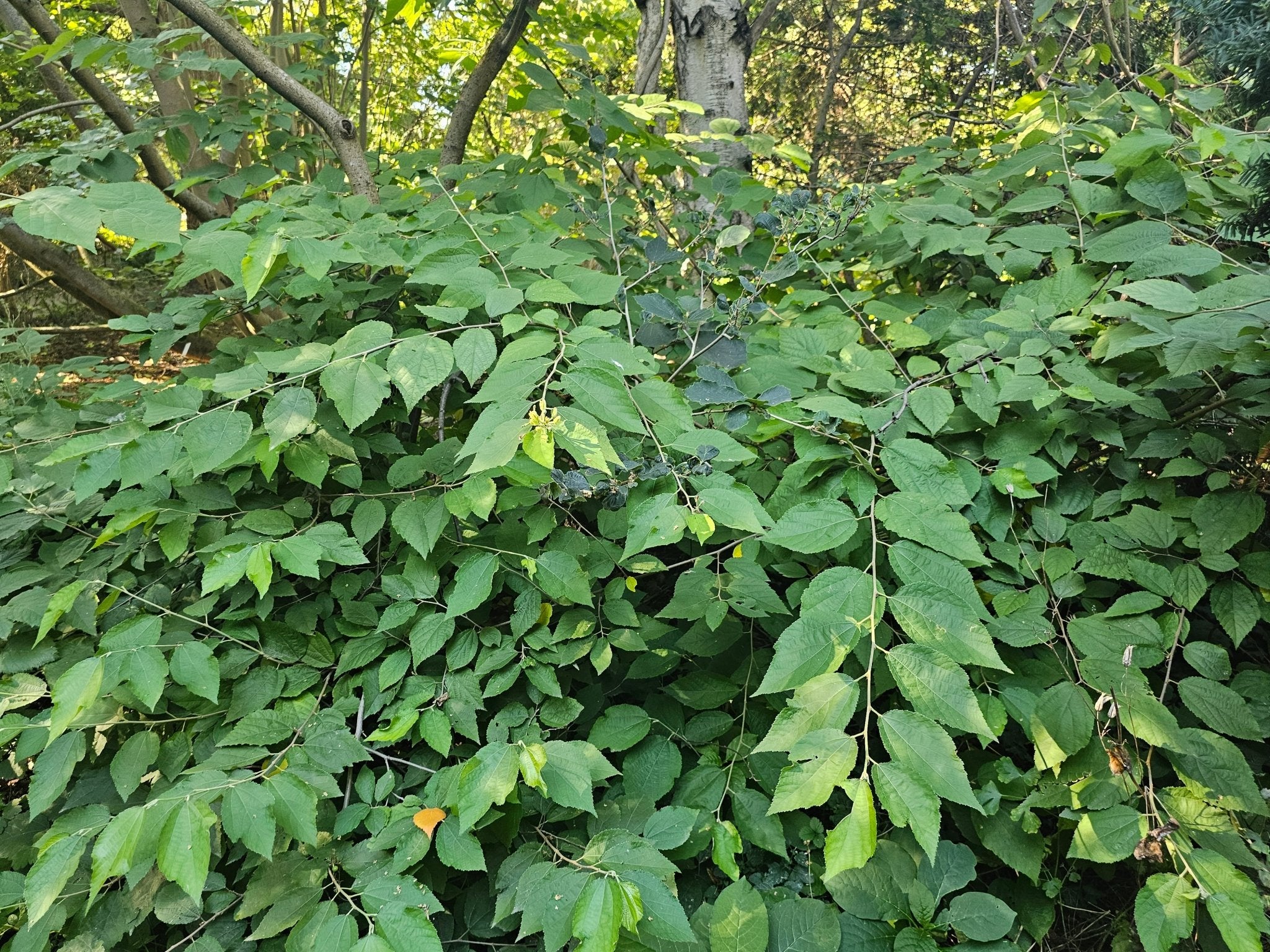 Grewia biloba var. parviflora - Herrenkamper Gärten - Pflanzenraritäten