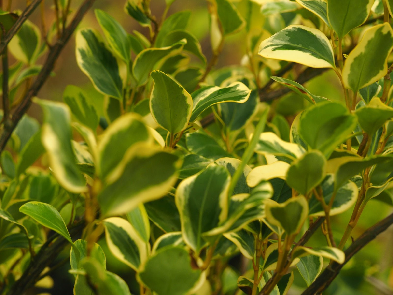 Griselinia littoralis 'Variegata' - Herrenkamper Gärten - Pflanzenraritäten