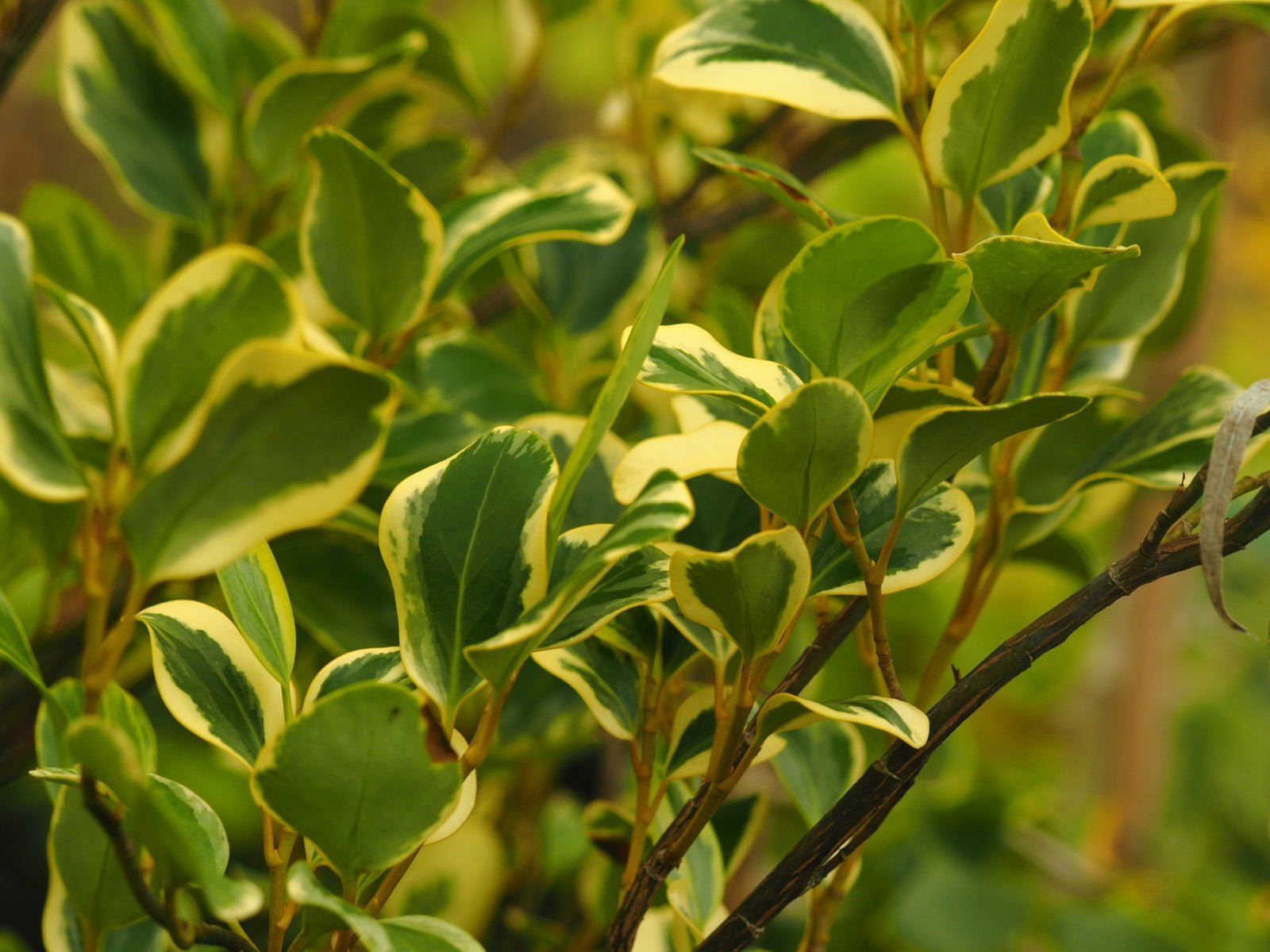 Griselinia littoralis 'Variegata' - Herrenkamper Gärten - Pflanzenraritäten