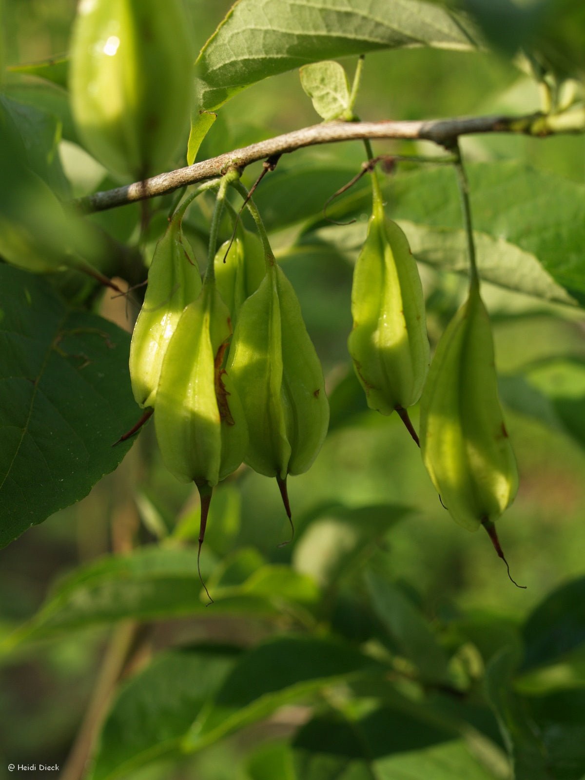 Halesia carolina (syn.: H. tetraptera) - Herrenkamper Gärten - Pflanzenraritäten