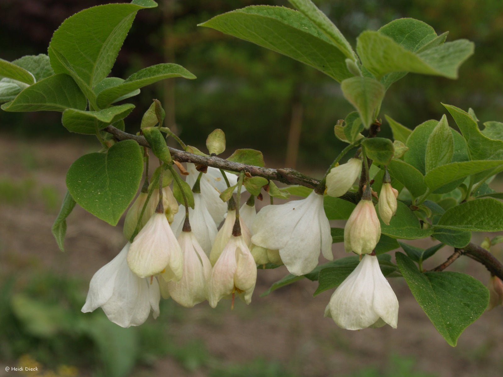 Halesia tetraptera ssp. monticola (Syn.: H. monticola) - Herrenkamper Gärten - Pflanzenraritäten