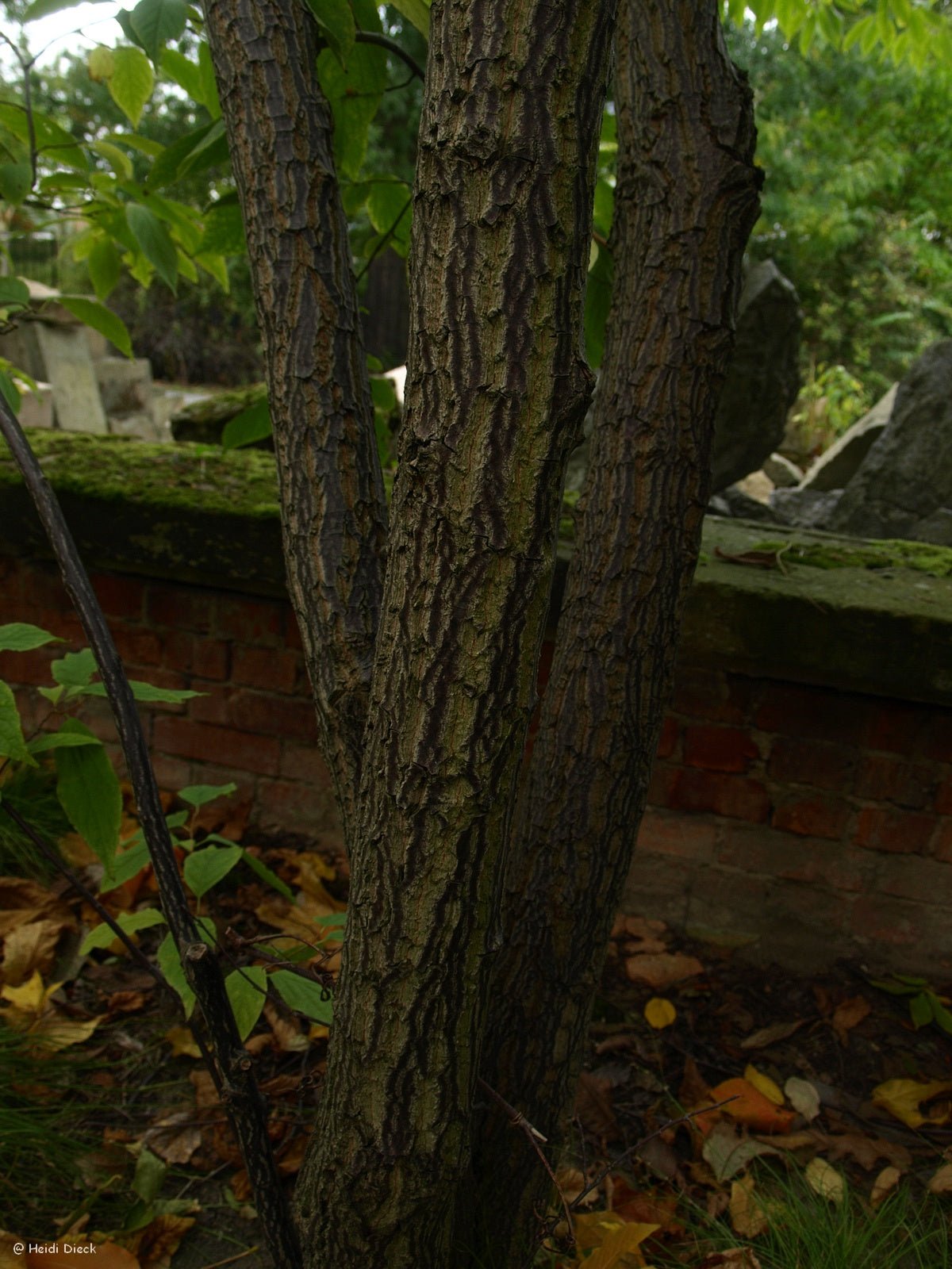 Halesia tetraptera ssp. monticola (Syn.: H. monticola) - Herrenkamper Gärten - Pflanzenraritäten