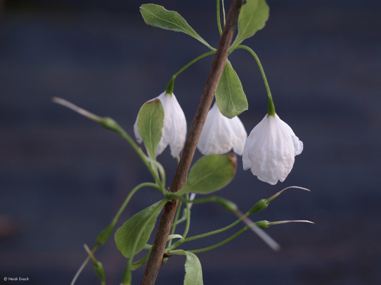 Halesia tetraptera ssp. monticola (Syn.: H. monticola) - Herrenkamper Gärten - Pflanzenraritäten