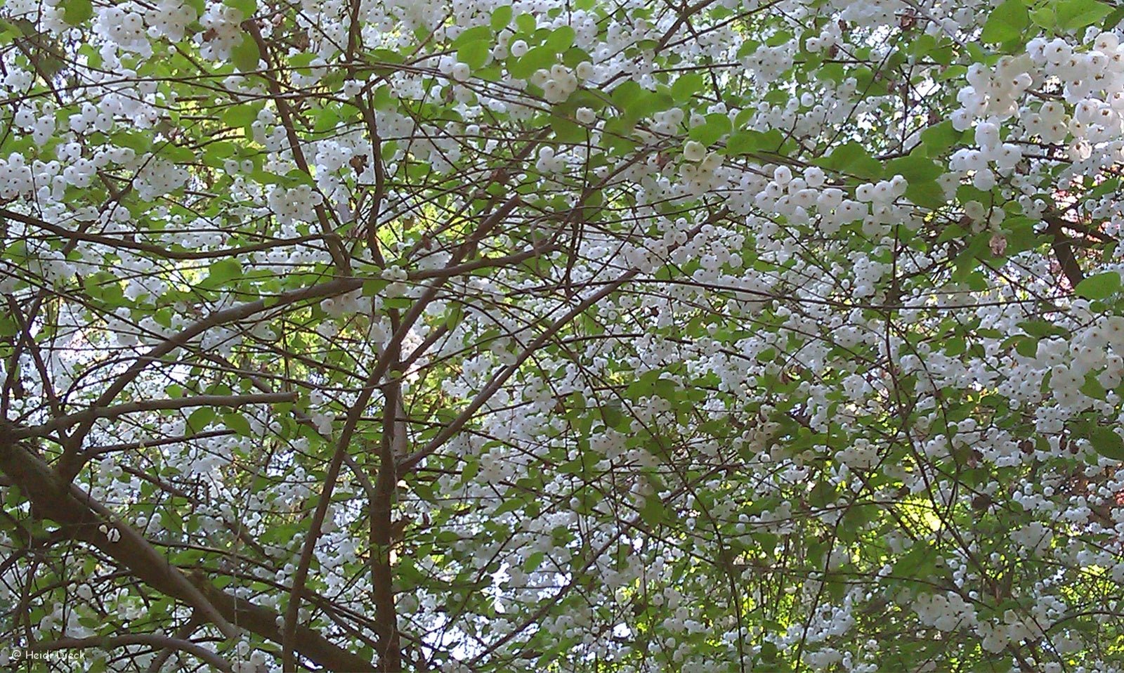 Halesia tetraptera ssp. monticola (Syn.: H. monticola) - Herrenkamper Gärten - Pflanzenraritäten