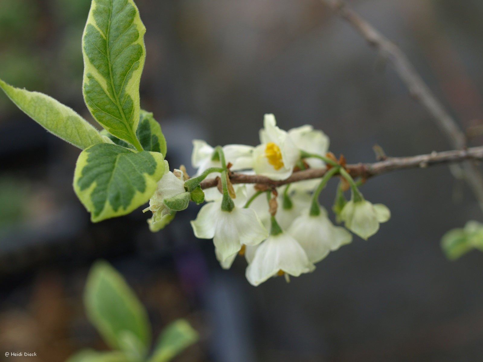 Halesia tetraptera ssp. monticola 'Variegata' - Herrenkamper Gärten - Pflanzenraritäten