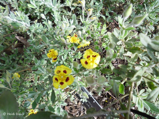 Halimium lasianthum 'Sandling' - Herrenkamper Gärten - Pflanzenraritäten