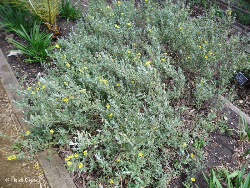 Halimium lasianthum 'Sandling' - Herrenkamper Gärten - Pflanzenraritäten