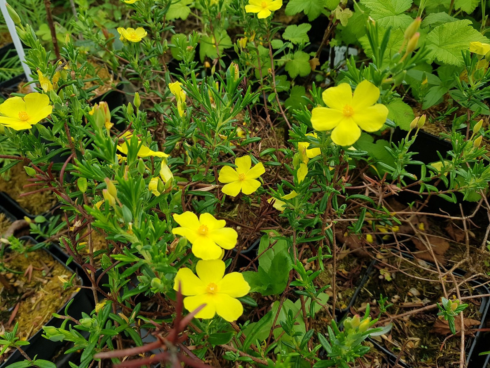 Halimium libanotis - Herrenkamper Gärten - Pflanzenraritäten