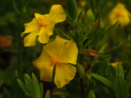 Halimium x pauanum - Herrenkamper Gärten - Pflanzenraritäten