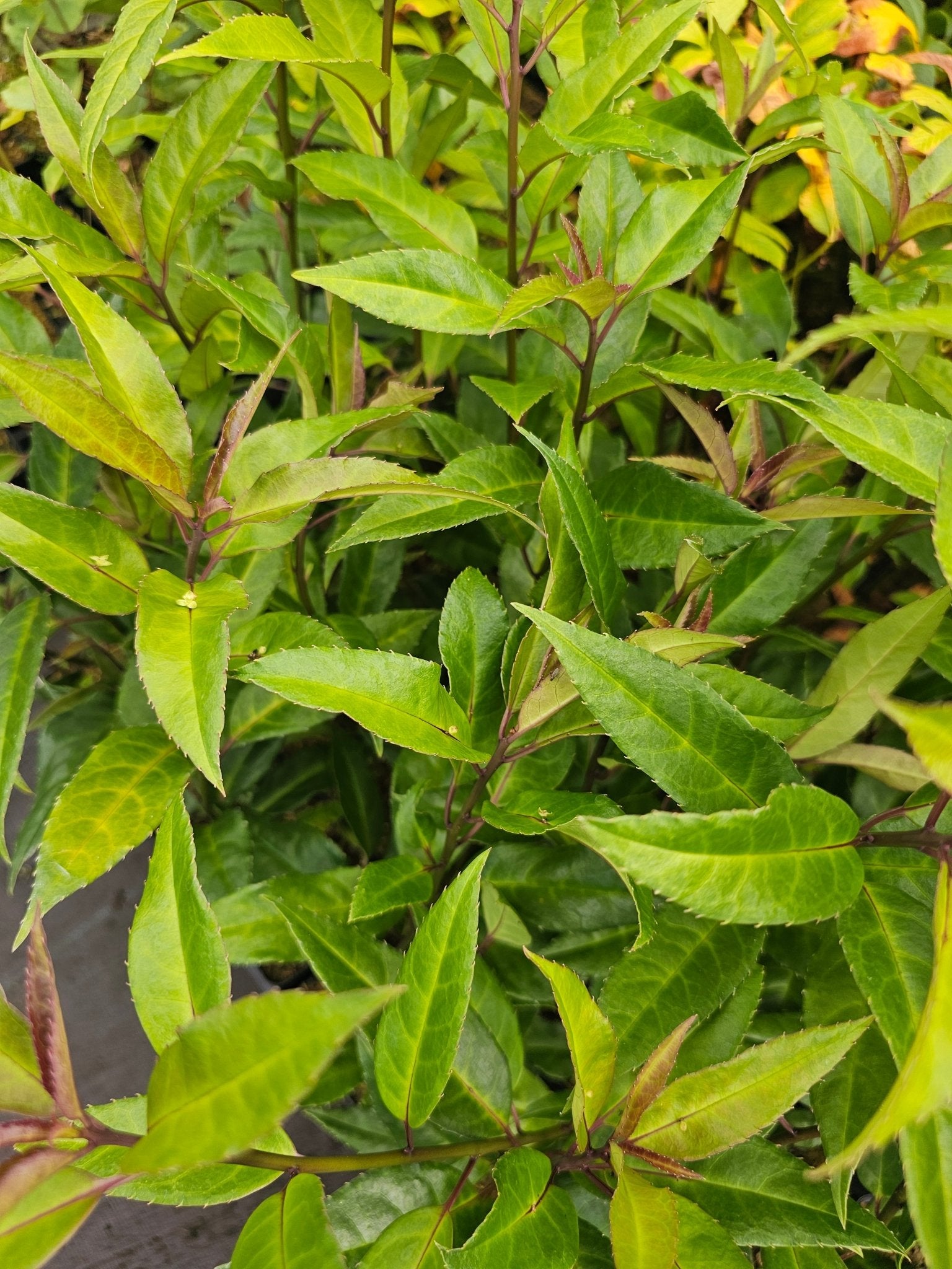 Helwingia chinensis 'Broad Leaf Form' - Herrenkamper Gärten - Pflanzenraritäten