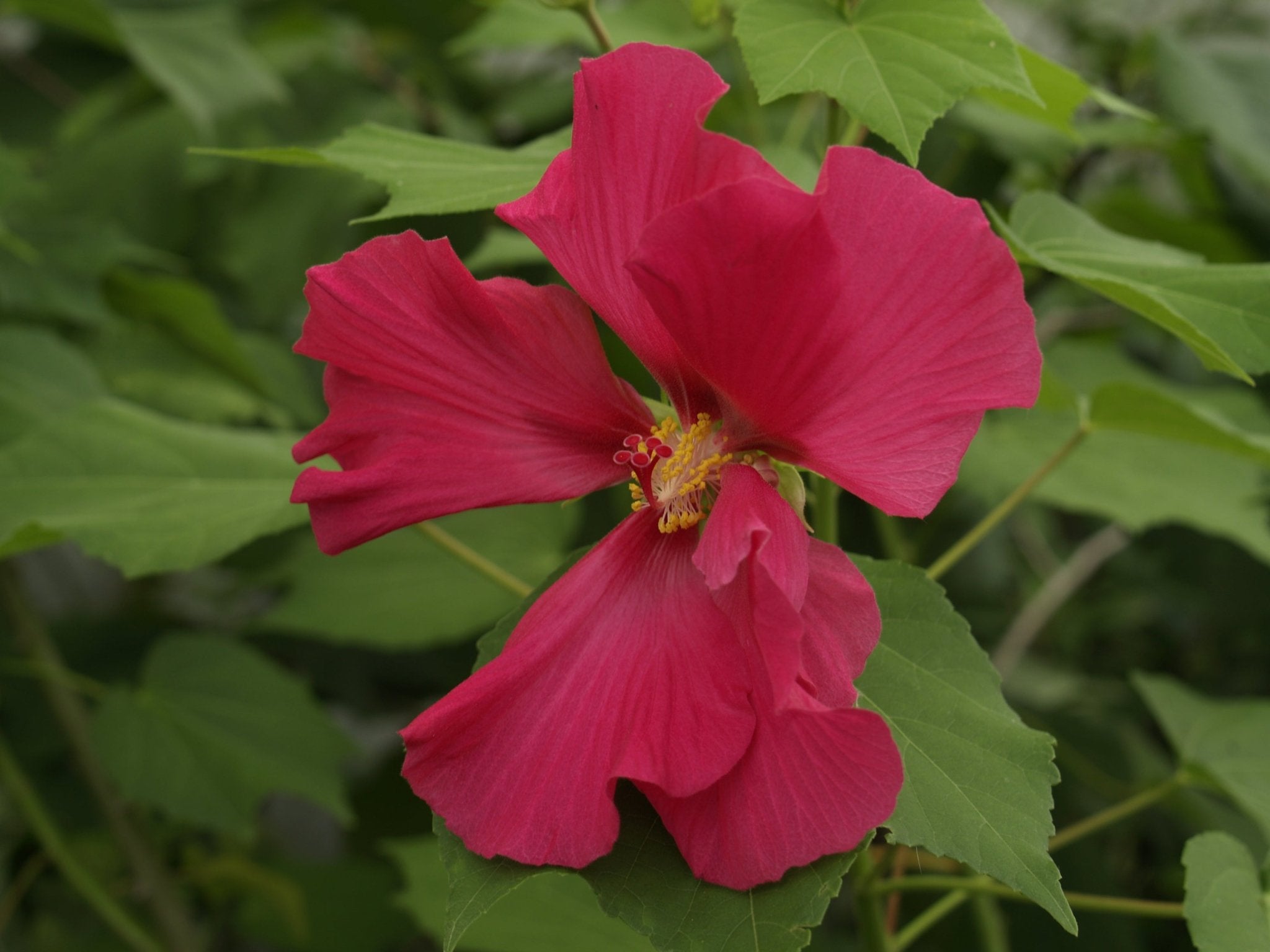 Hibiscus mutabilis - Herrenkamper Gärten - Pflanzenraritäten