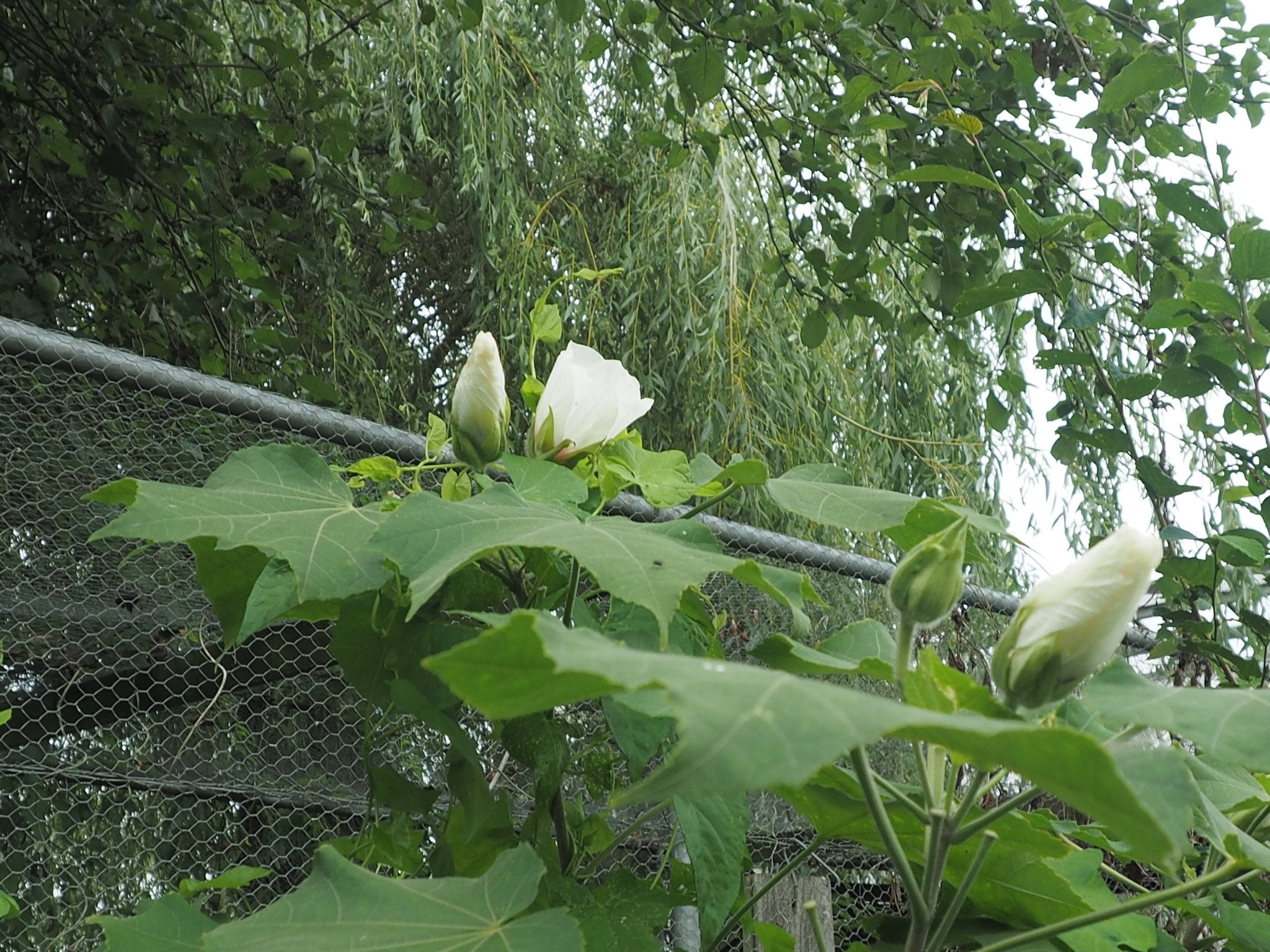 Hibiscus mutabilis - Herrenkamper Gärten - Pflanzenraritäten