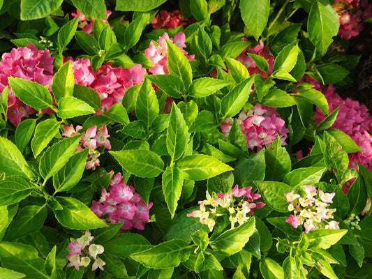 Hydrangea macrophylla 'Little Hortensia' - Herrenkamper Gärten - Pflanzenraritäten
