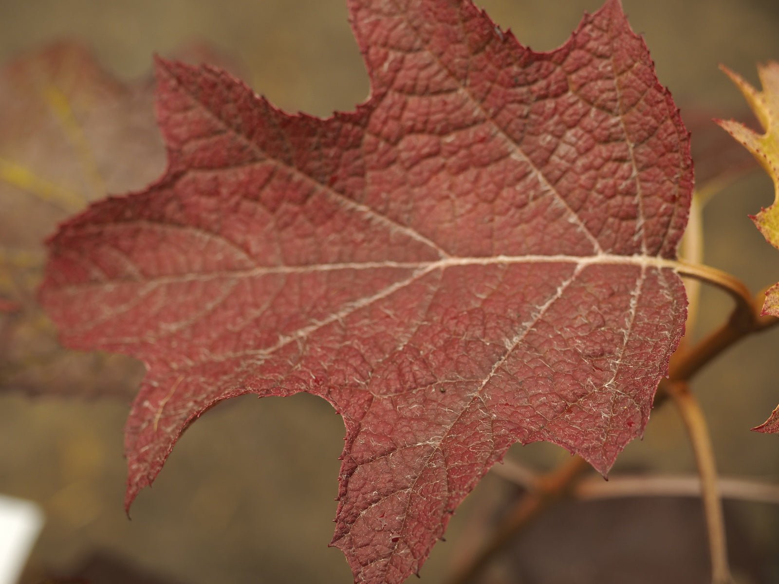 Hydrangea quercifolia ' Burgundy' - Herrenkamper Gärten - Pflanzenraritäten