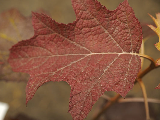 Hydrangea quercifolia ' Burgundy' - Herrenkamper Gärten - Pflanzenraritäten