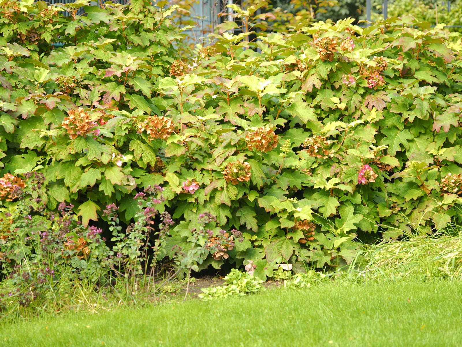Hydrangea quercifolia ' Burgundy' - Herrenkamper Gärten - Pflanzenraritäten