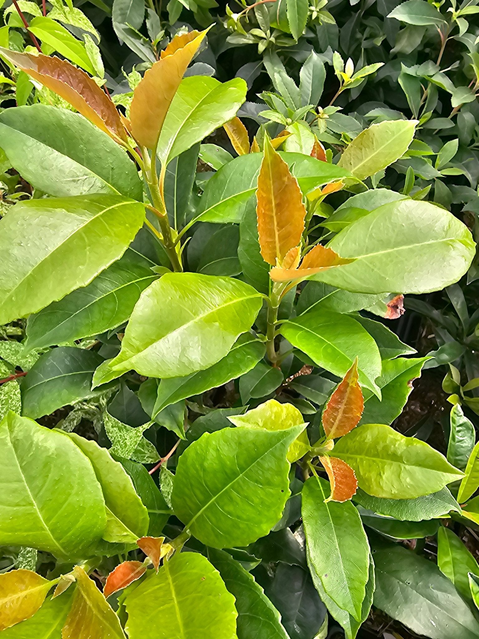 Hydrangea seemannii (syn.: H. peruviana ) - Herrenkamper Gärten - Pflanzenraritäten