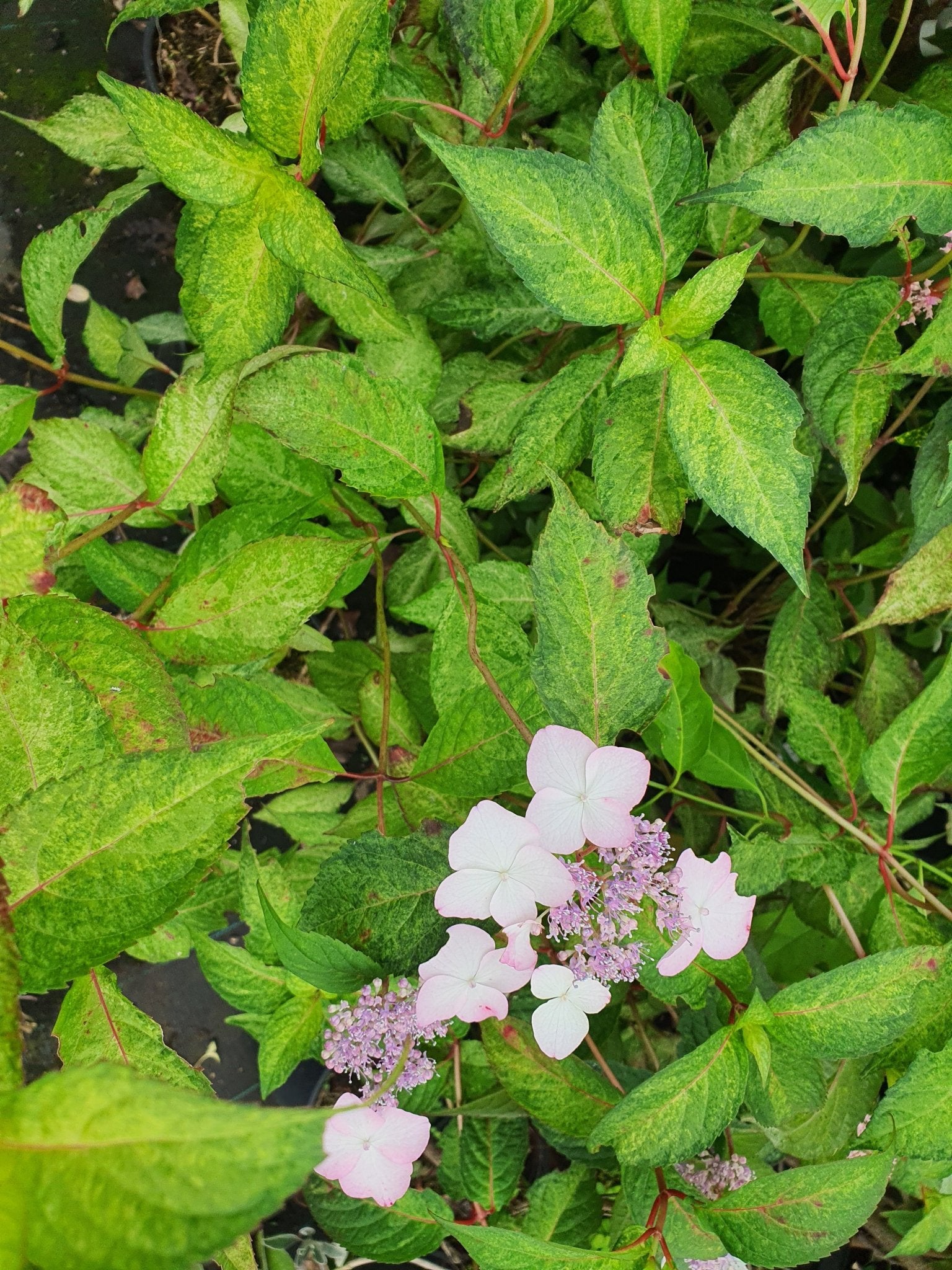 Hydrangea serrata 'O Amacha Nishiki' - Herrenkamper Gärten - Pflanzenraritäten