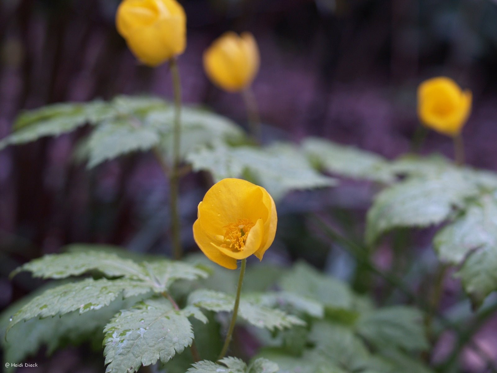 Hylomecon japonicum - Herrenkamper Gärten - Pflanzenraritäten