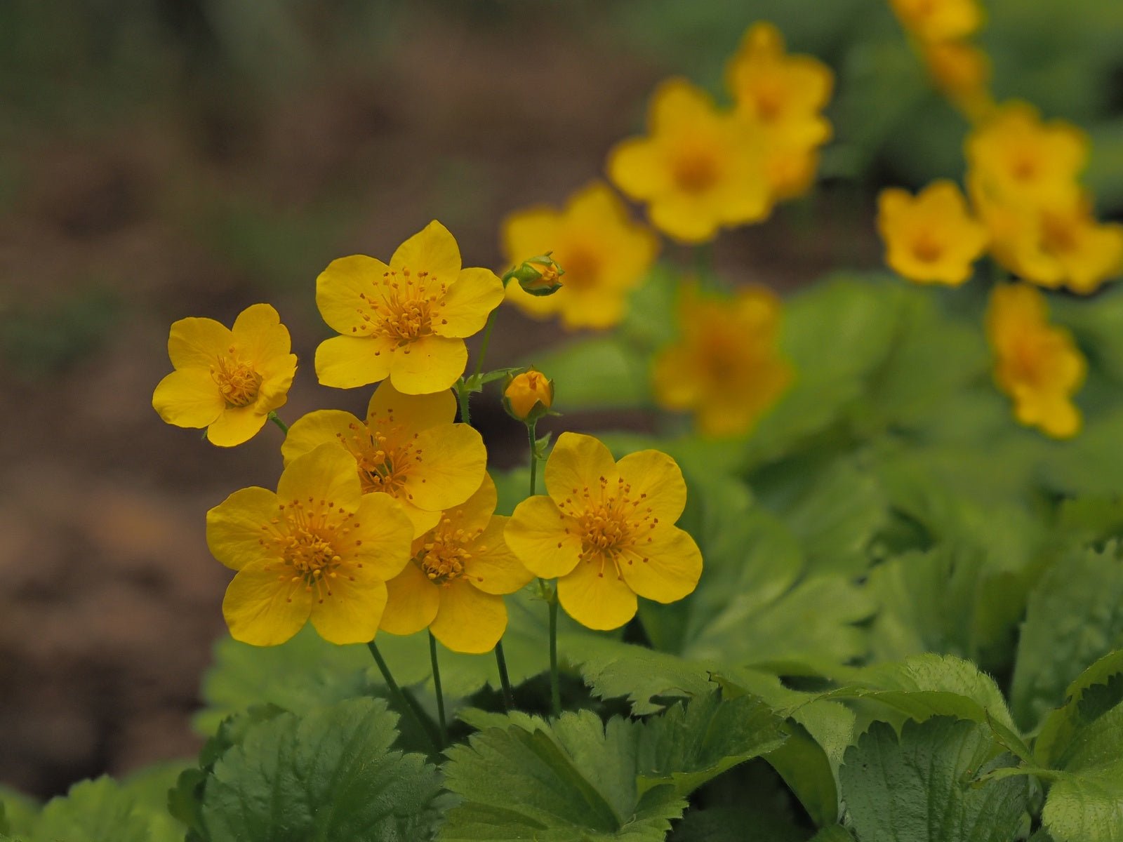 Hylomecon japonicum - Herrenkamper Gärten - Pflanzenraritäten