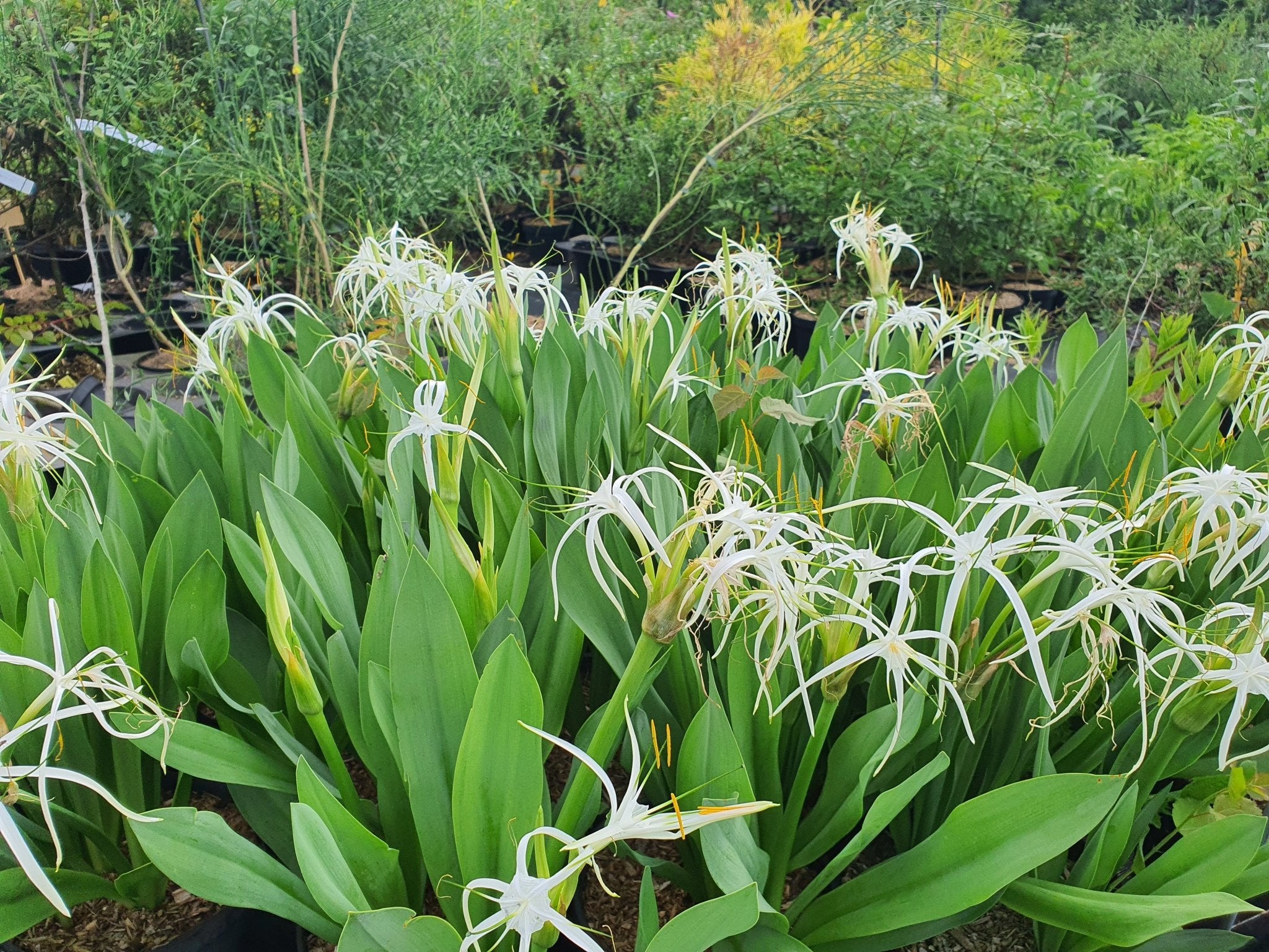 Hymenocallis harrisiana - Herrenkamper Gärten - Pflanzenraritäten