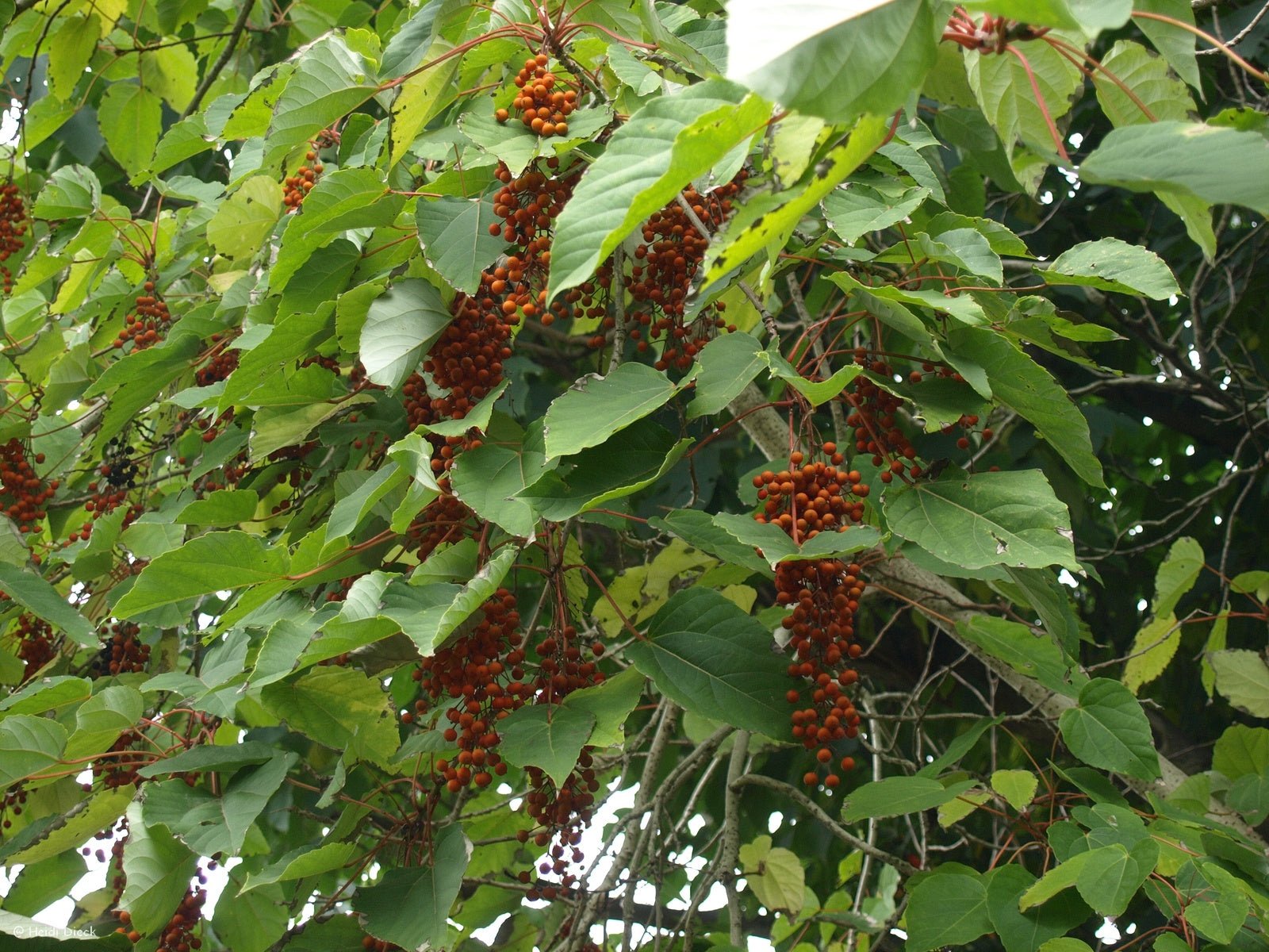 Idesia polycarpa - Herrenkamper Gärten - Pflanzenraritäten