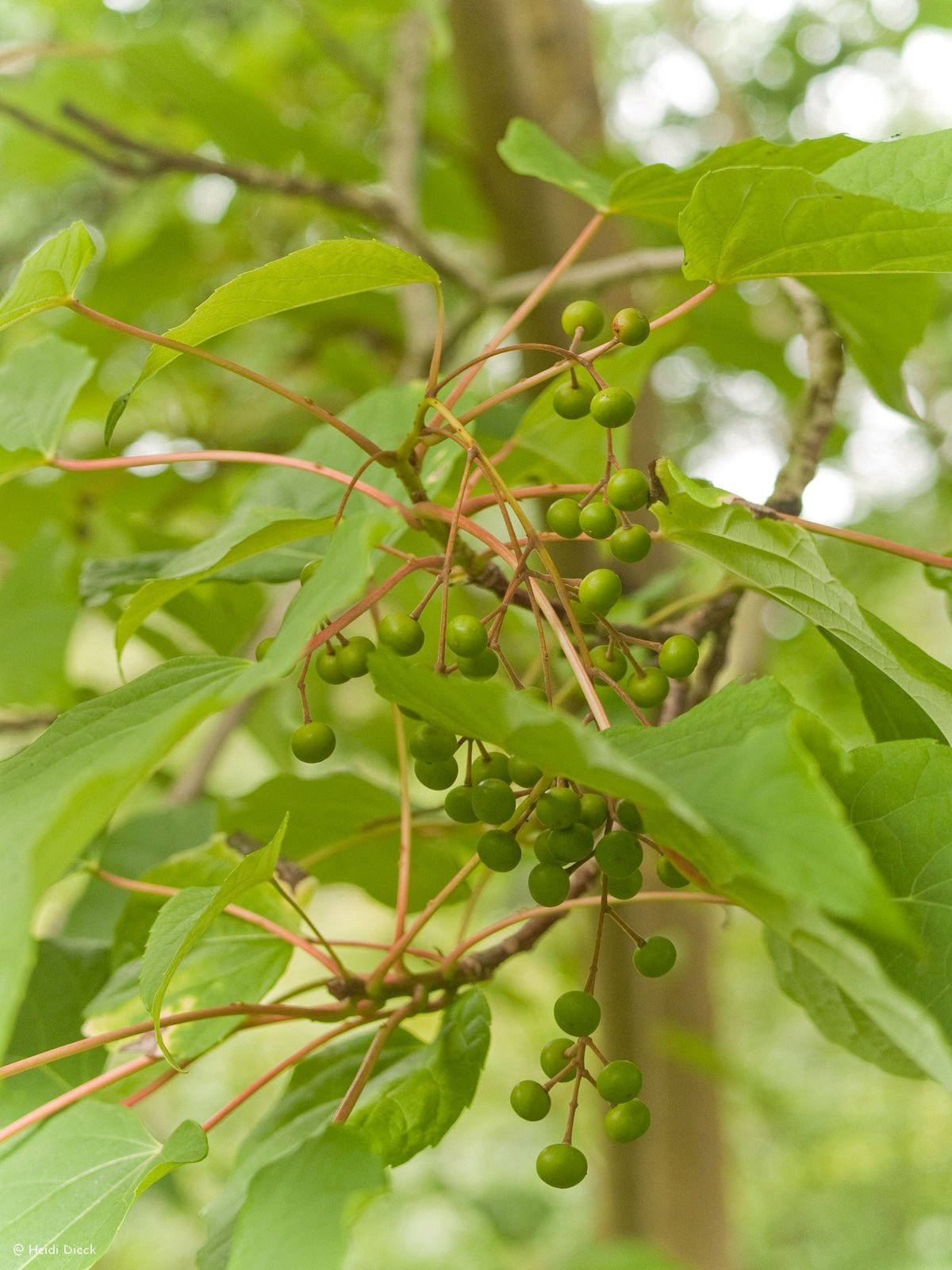 Idesia polycarpa - Herrenkamper Gärten - Pflanzenraritäten