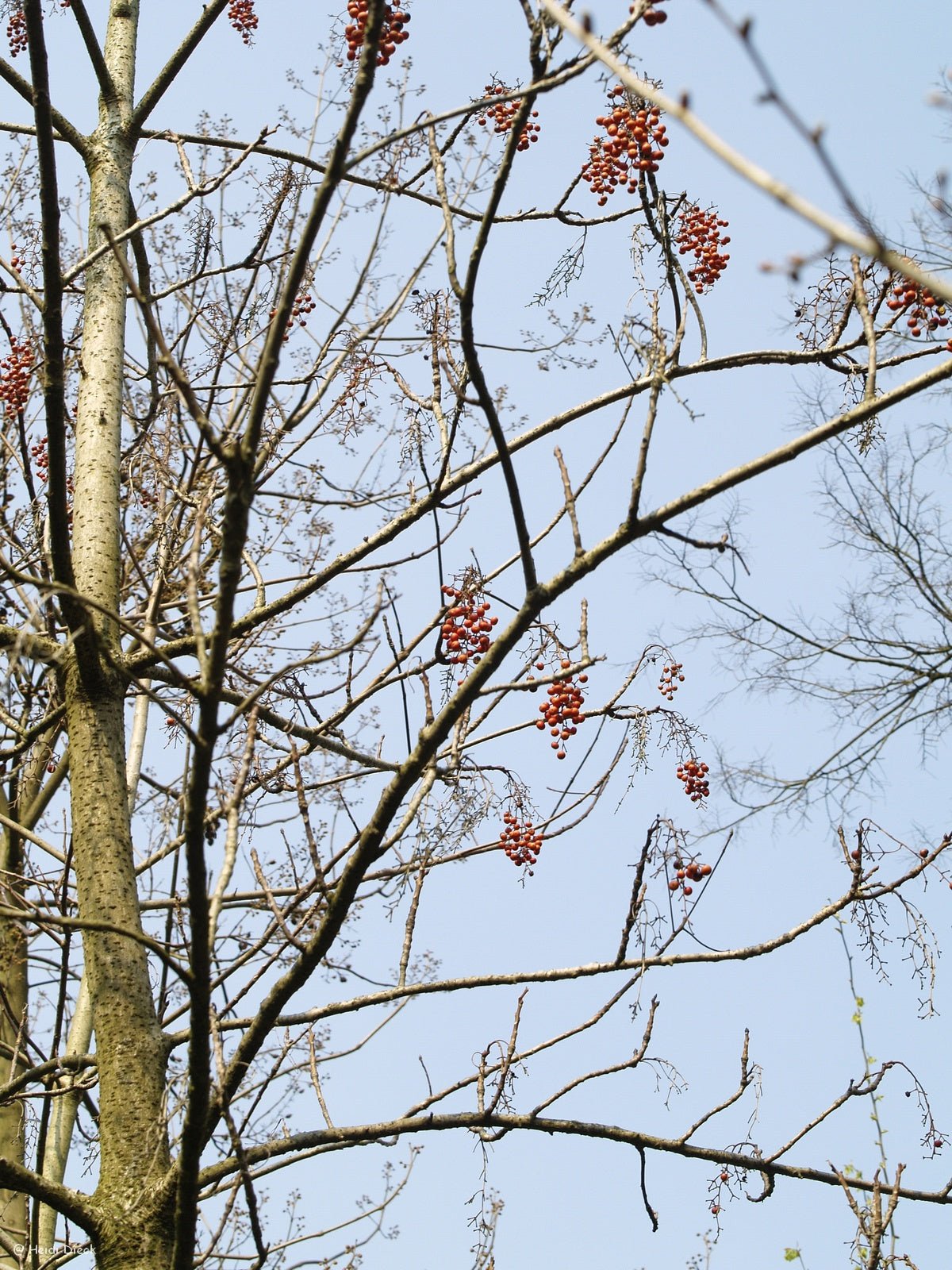Idesia polycarpa - Herrenkamper Gärten - Pflanzenraritäten