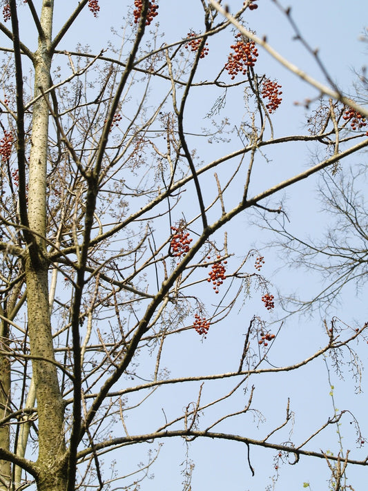 Idesia polycarpa - Herrenkamper Gärten - Pflanzenraritäten