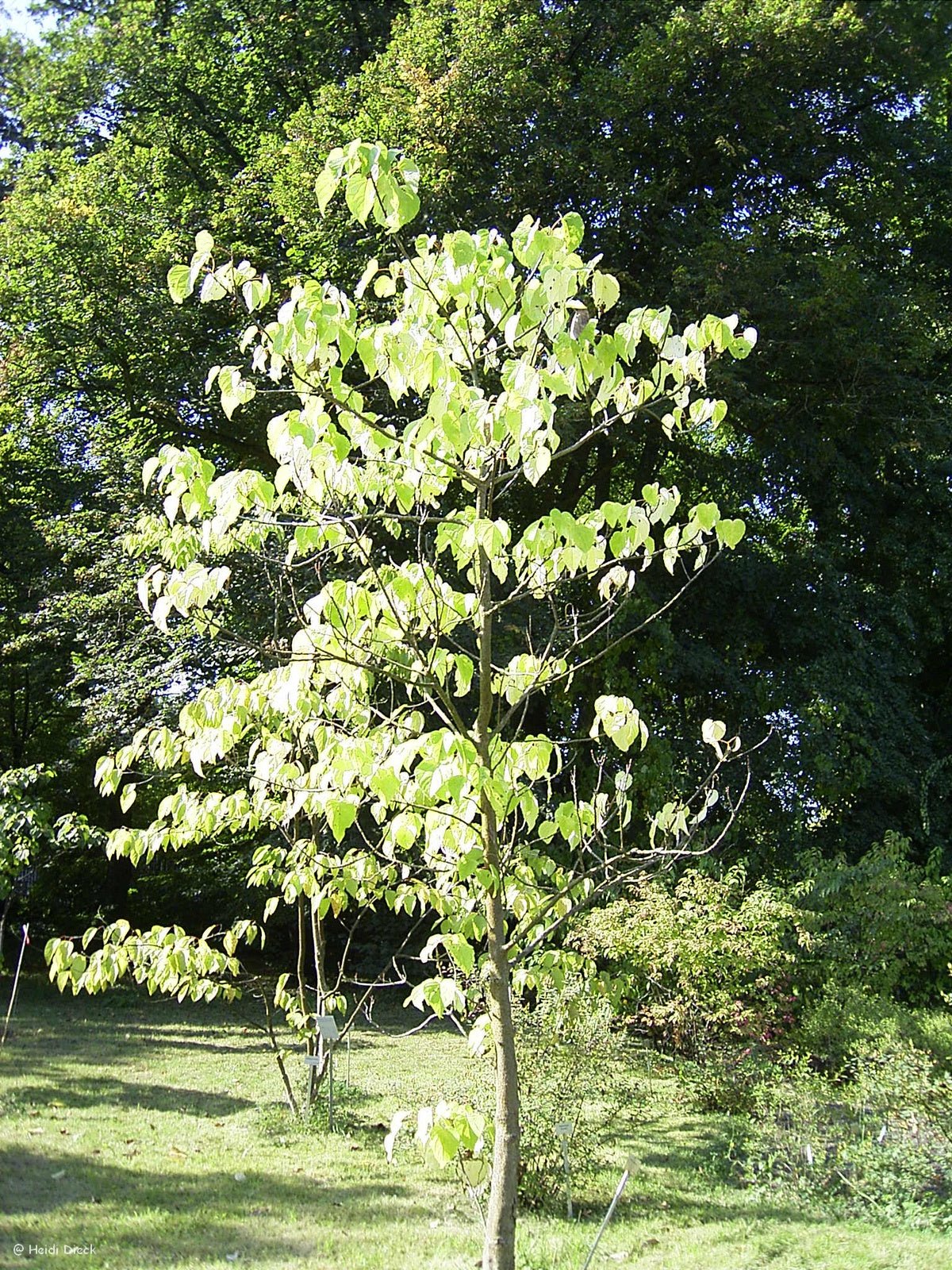Idesia polycarpa - Herrenkamper Gärten - Pflanzenraritäten