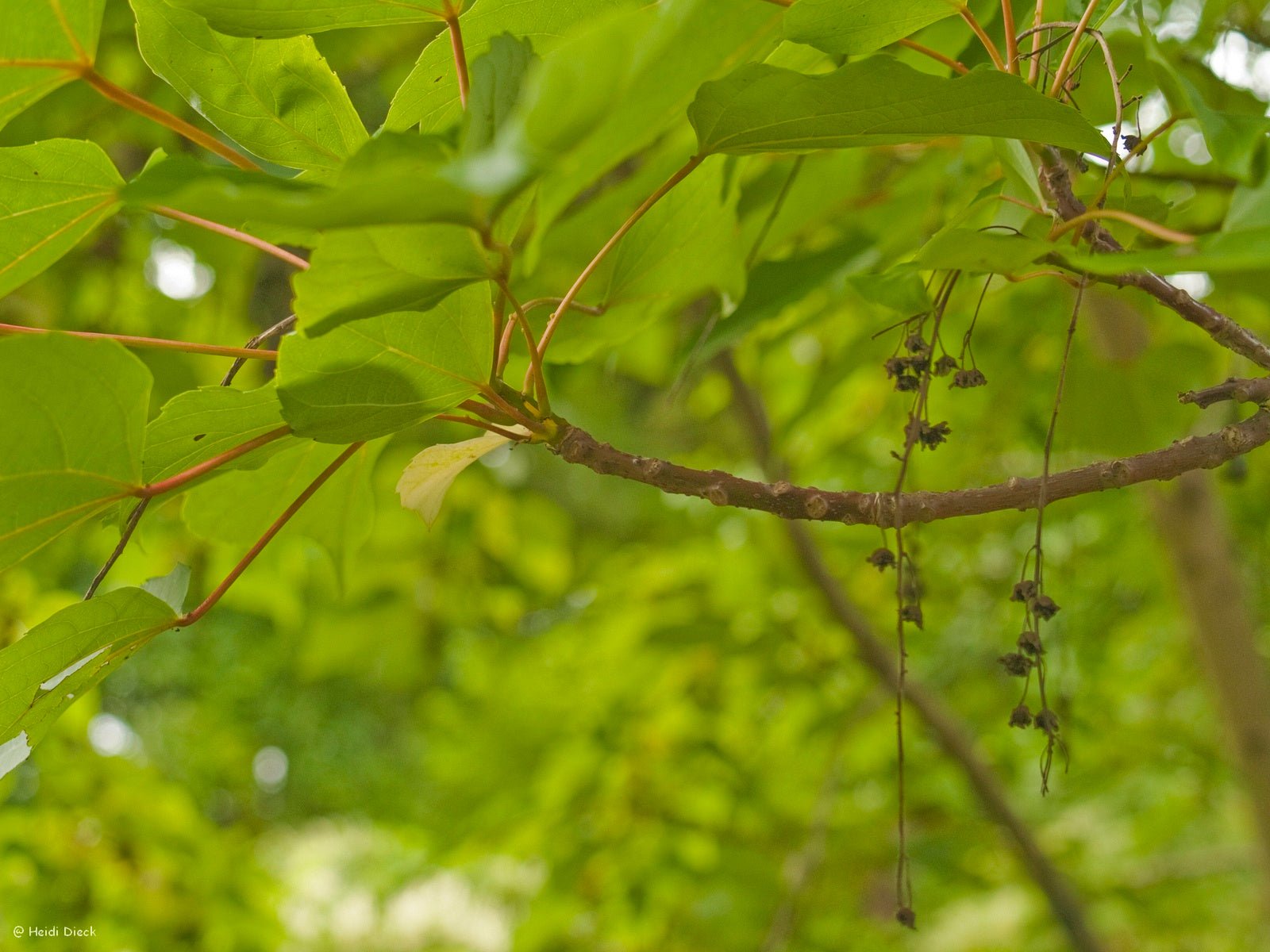 Idesia polycarpa - Herrenkamper Gärten - Pflanzenraritäten