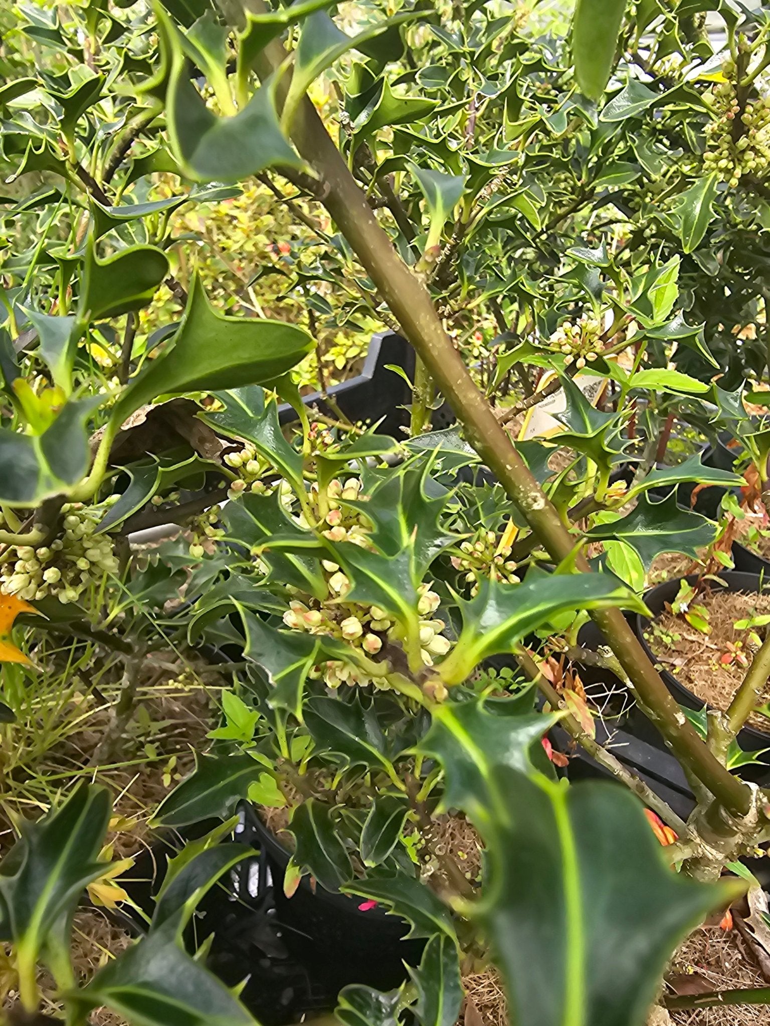 Ilex aquifolium 'Hastata' - Herrenkamper Gärten - Pflanzenraritäten