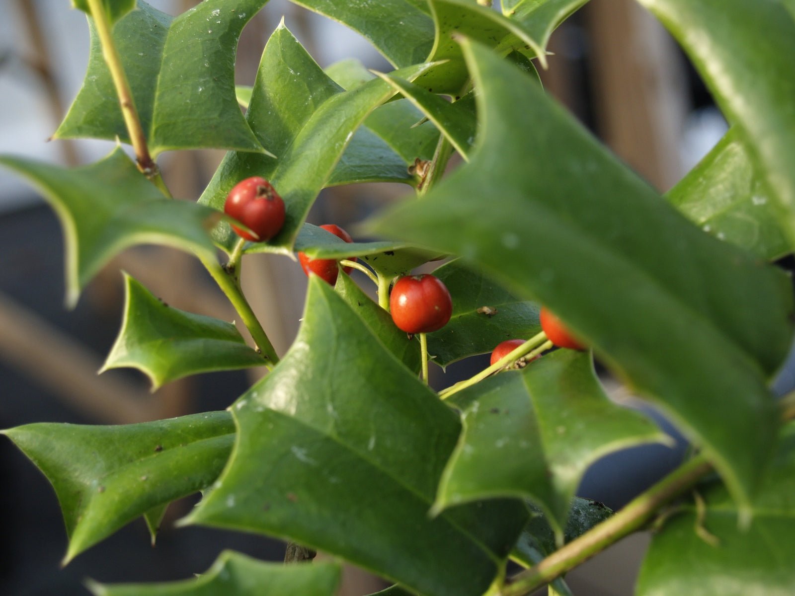 Ilex cornuta - Herrenkamper Gärten - Pflanzenraritäten